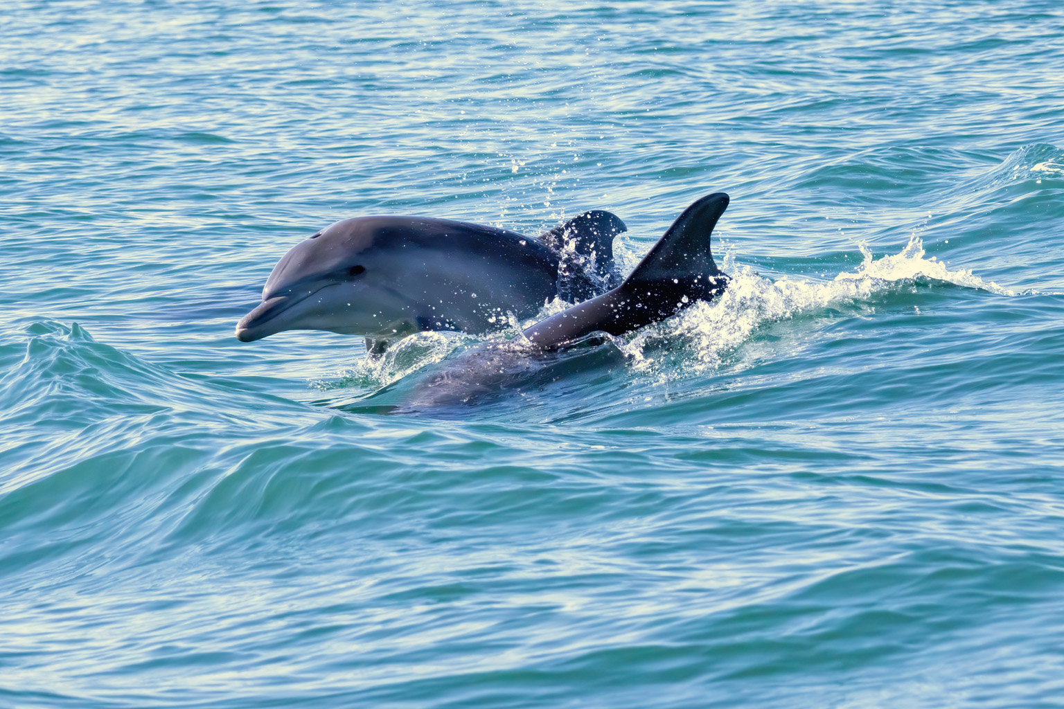 Passeio de Observação de Golfinhos no Tejo